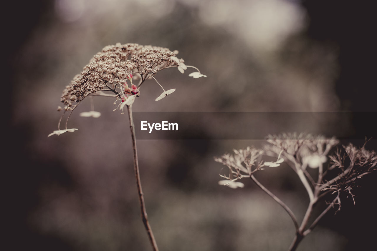 CLOSE-UP OF THISTLE