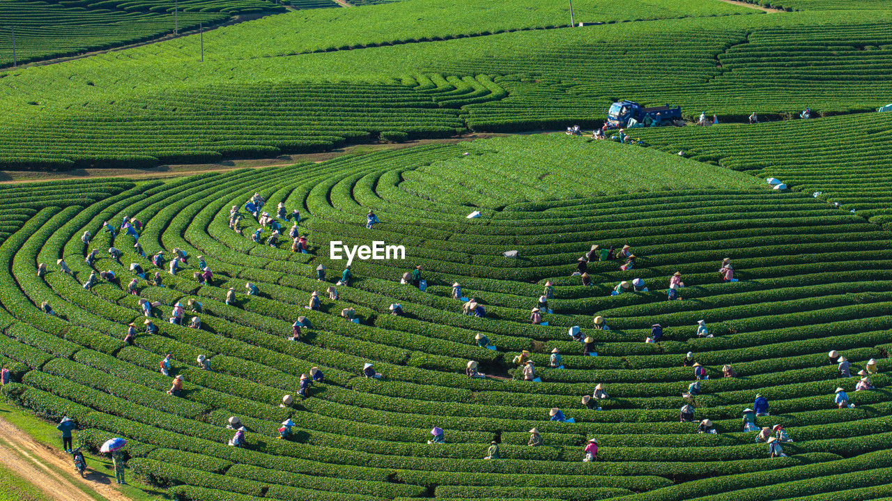 field, landscape, agriculture, environment, land, rural scene, scenics - nature, farm, green, plant, terrace, crop, plain, nature, beauty in nature, paddy field, high angle view, grassland, growth, race track, pattern, outdoors, grass, social issues, aerial photography, travel, rural area, environmental conservation, architecture, rice, hill, no people, tranquility, terraced field, day, tranquil scene, maze, rice paddy
