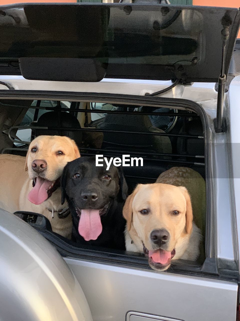 Dogs sitting in car trunk