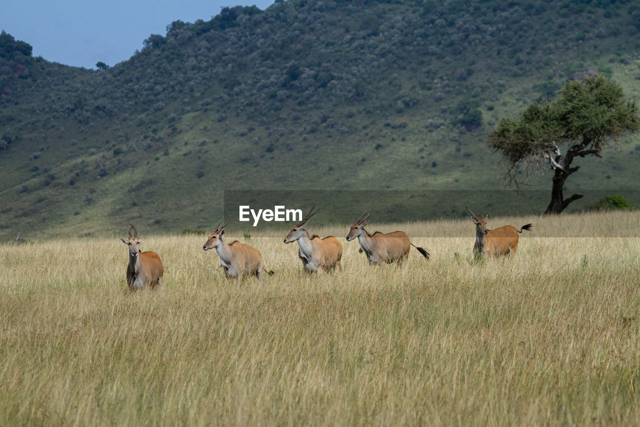 Eland antelopes on the plains of kenya
