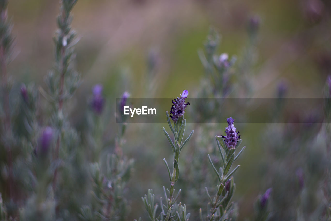flower, flowering plant, plant, lavender, purple, beauty in nature, nature, freshness, growth, field, fragility, close-up, grass, land, no people, macro photography, animal wildlife, selective focus, flower head, outdoors, environment, food, animal, animal themes, summer, prairie, herb, inflorescence, petal, blossom, botany, tranquility, food and drink, focus on foreground, medicine, day, insect, plain, springtime, wildflower, landscape, backgrounds, meadow