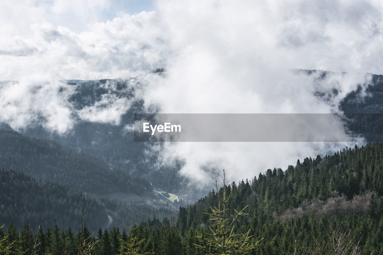 Scenic view of pine trees against sky