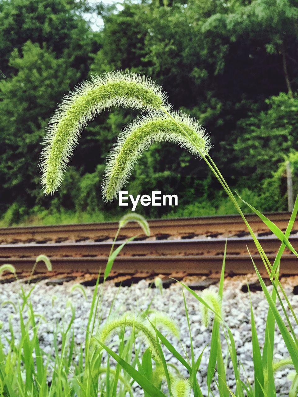 CLOSE-UP OF FERN GROWING OUTDOORS