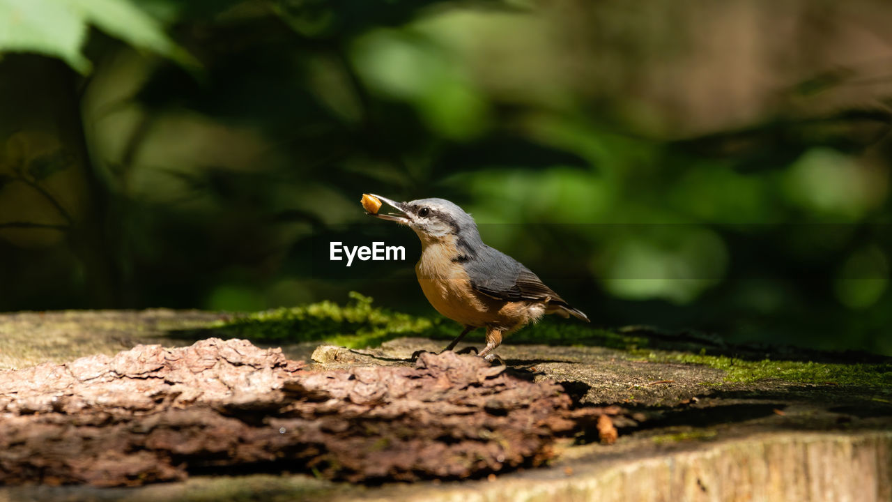 BIRD PERCHING ON A WOOD