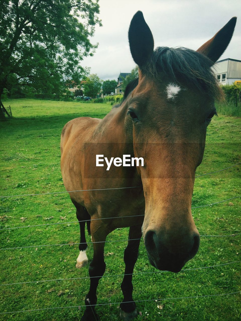 Close-up of a horse in paddock at field