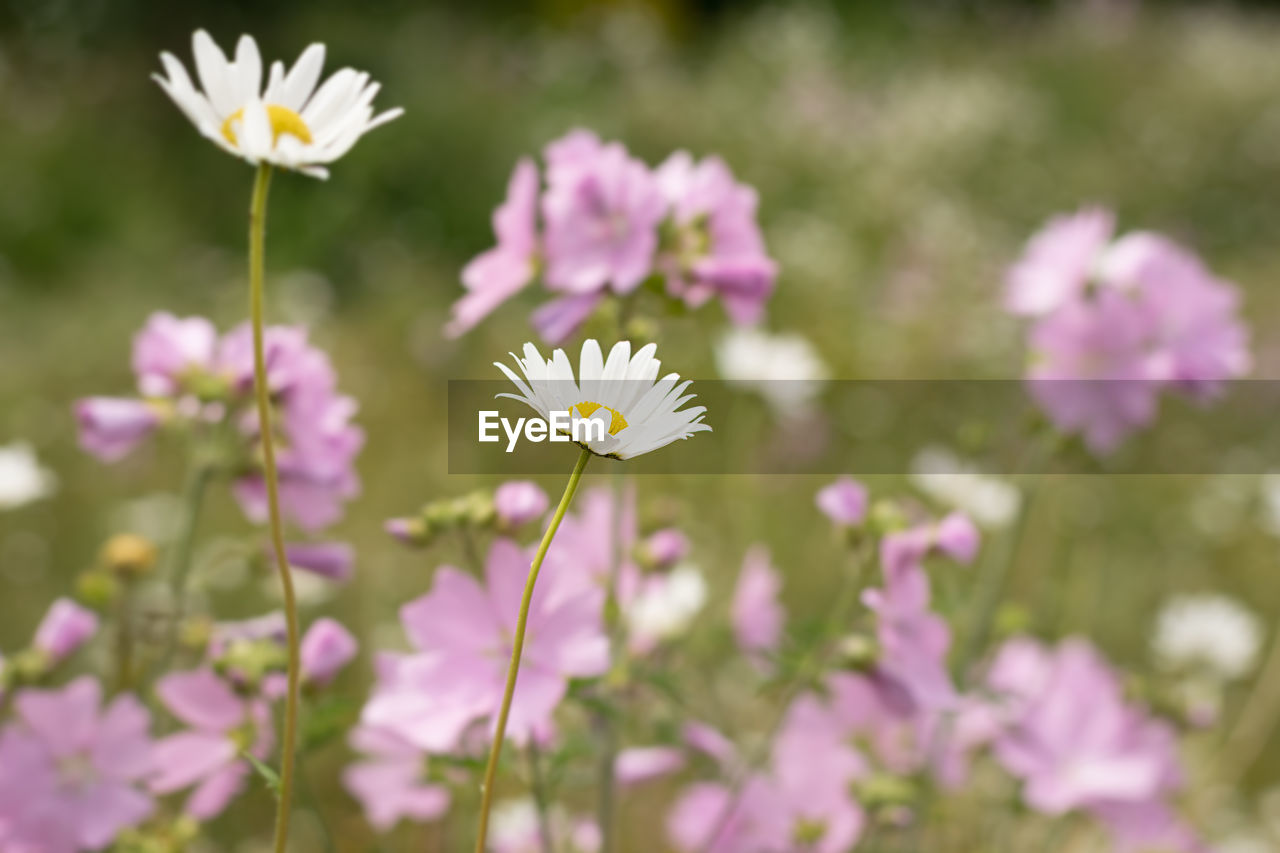 Close-up of fresh pink flowers on field