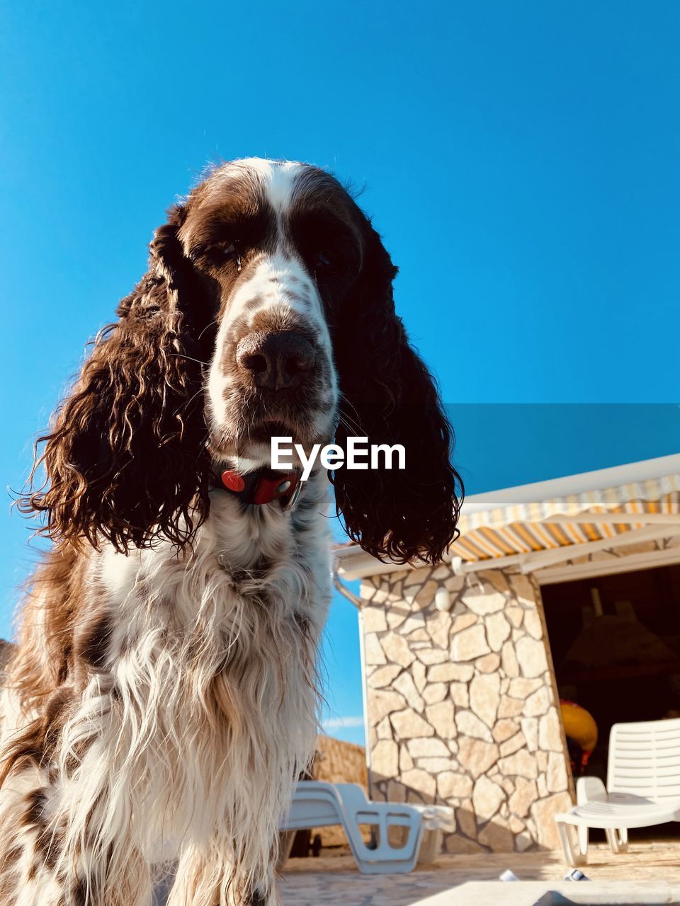 pet, one animal, dog, animal themes, domestic animals, mammal, canine, animal, english springer spaniel, spaniel, french spaniel, russian spaniel, setter, blue, sky, clear sky, no people, portrait, nature, architecture, carnivore, sunny, sunlight, day, built structure