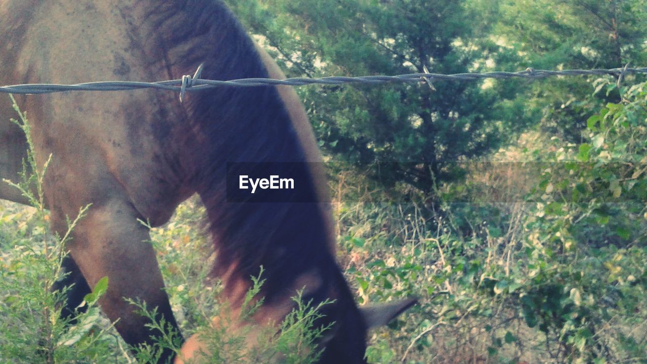 CLOSE-UP OF HORSE STANDING ON FIELD