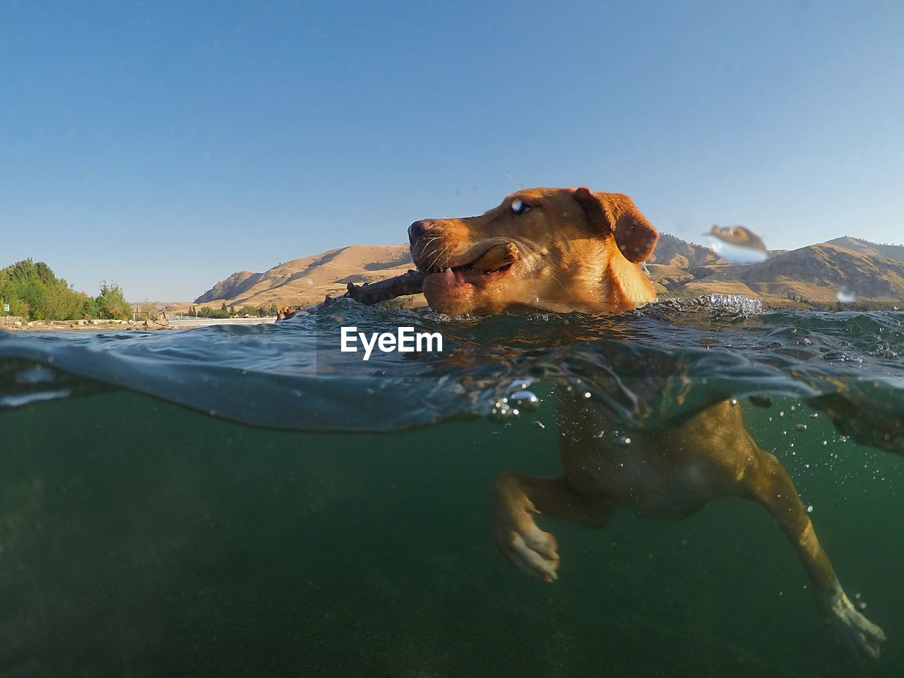 Dog swimming in lake against clear sky