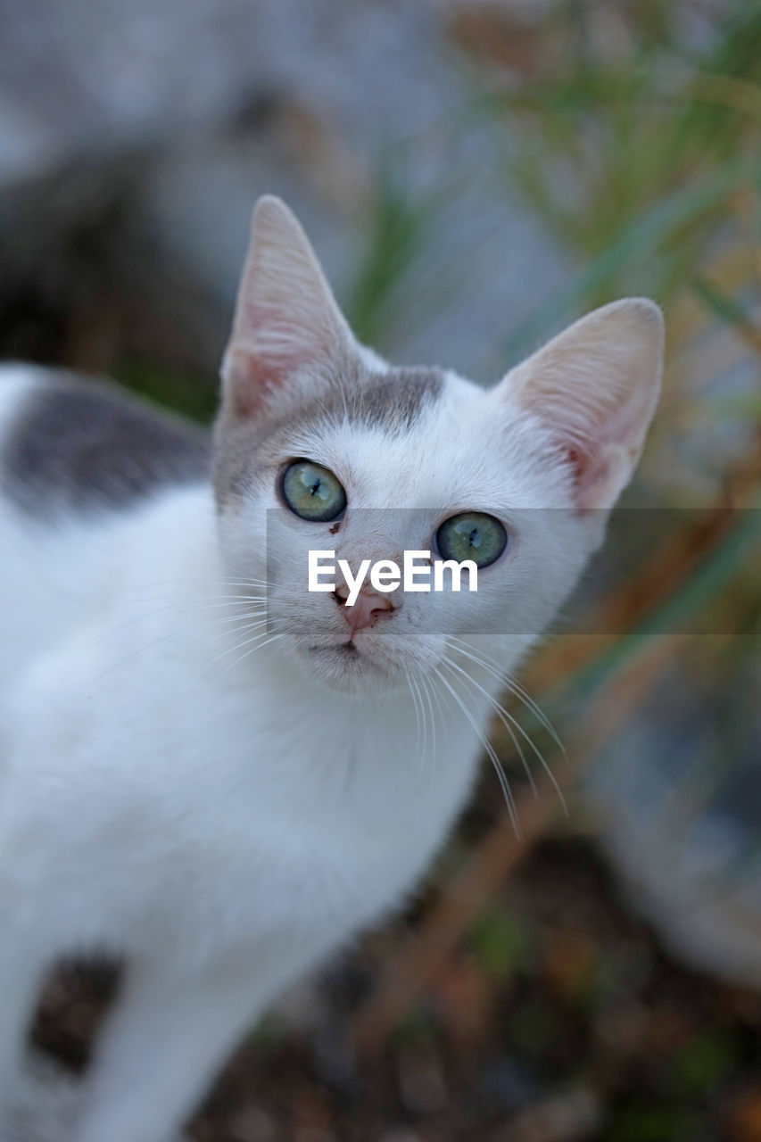 cat, pet, animal themes, animal, mammal, domestic animals, domestic cat, one animal, feline, portrait, looking at camera, whiskers, felidae, small to medium-sized cats, animal body part, eye, close-up, kitten, no people, cute, carnivore, animal eye, looking, animal hair, white