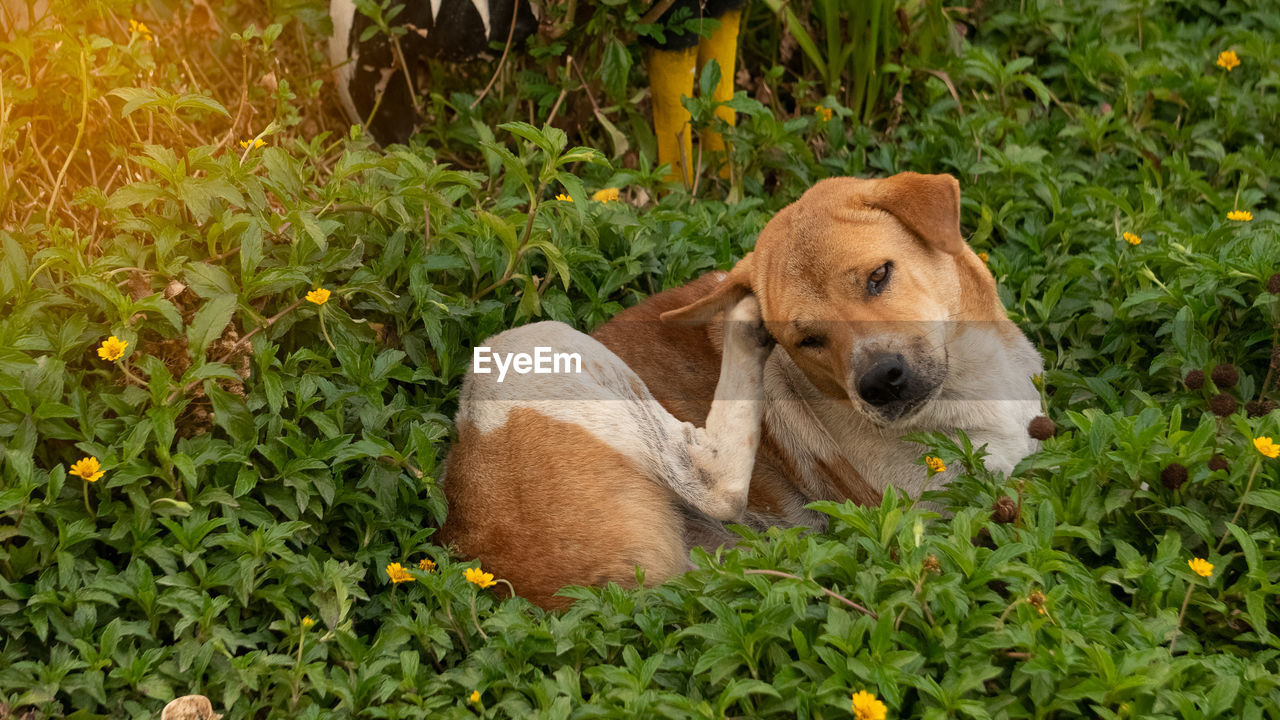 PORTRAIT OF A DOG ON GRASS