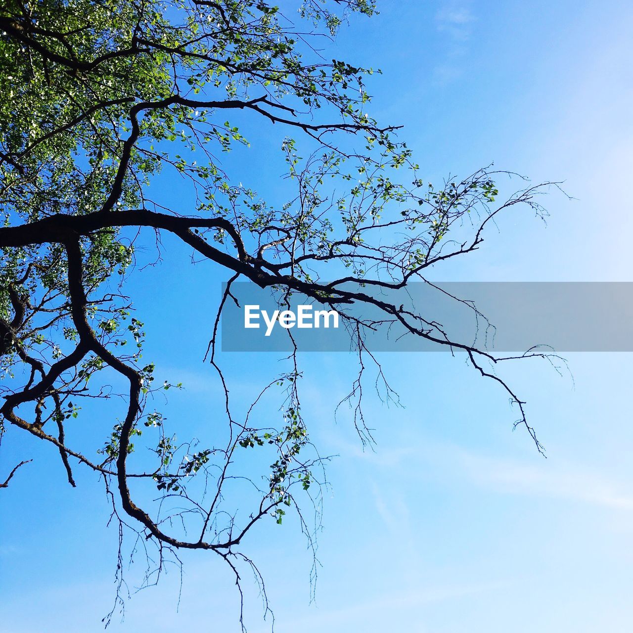 LOW ANGLE VIEW OF TREES AGAINST BLUE SKY