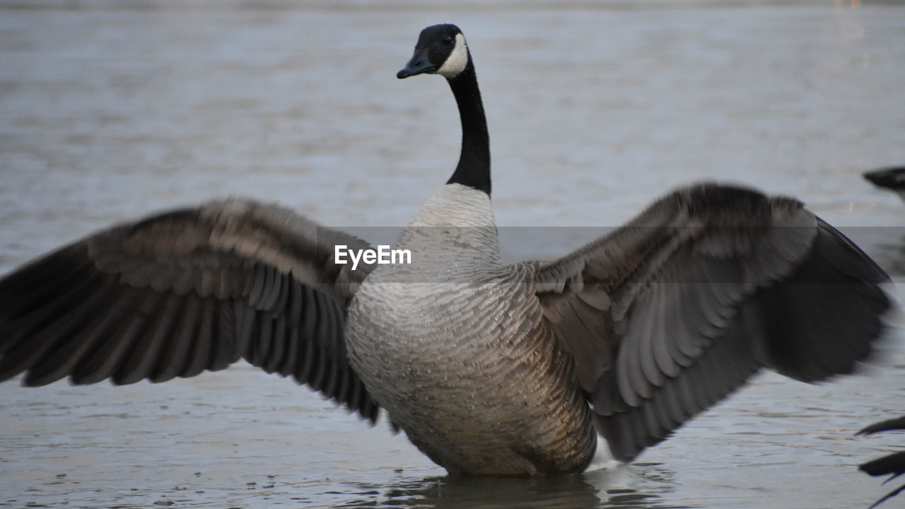 CLOSE-UP OF DUCK AT SHORE