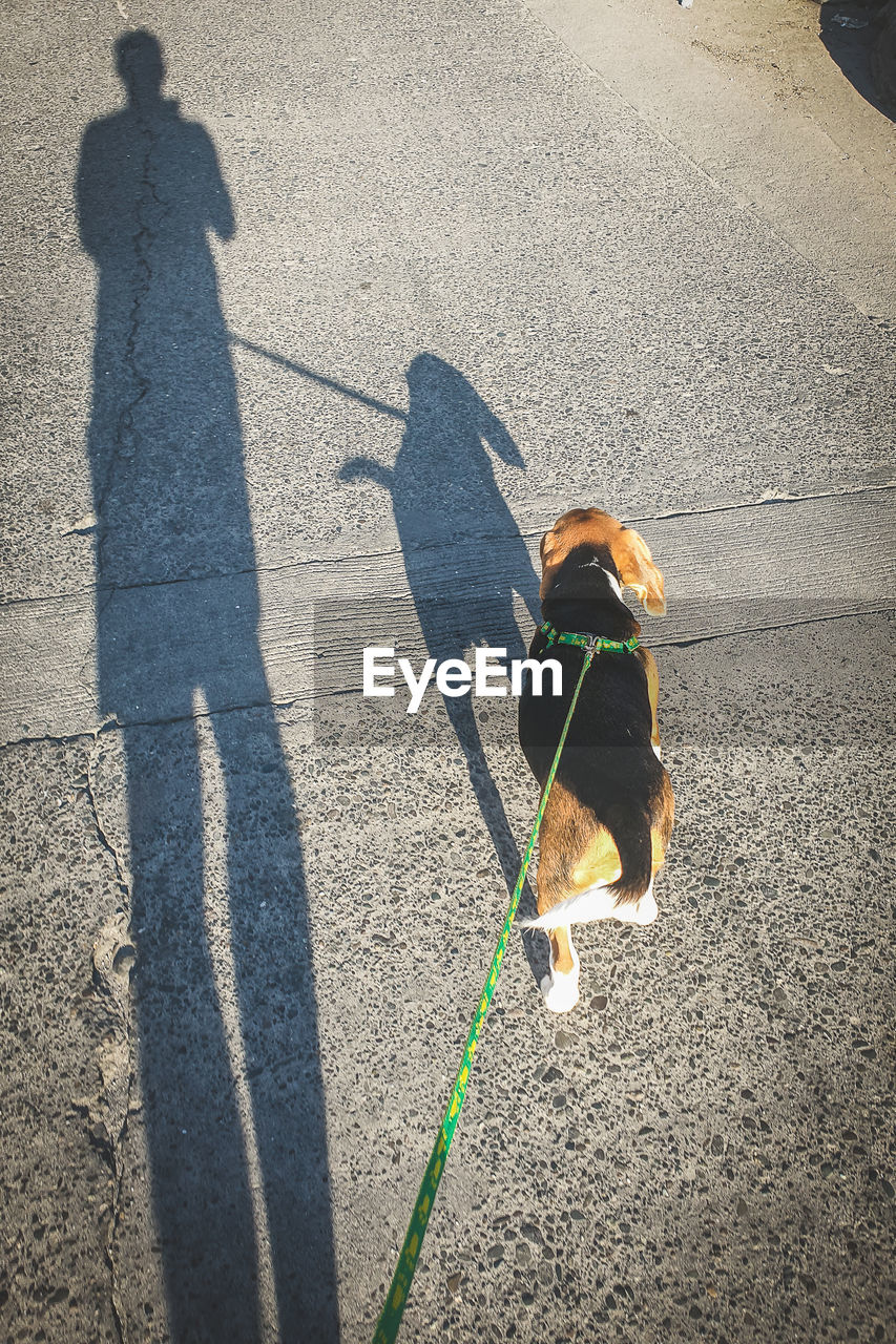 HIGH ANGLE VIEW OF DOG WITH SHADOW ON ROAD