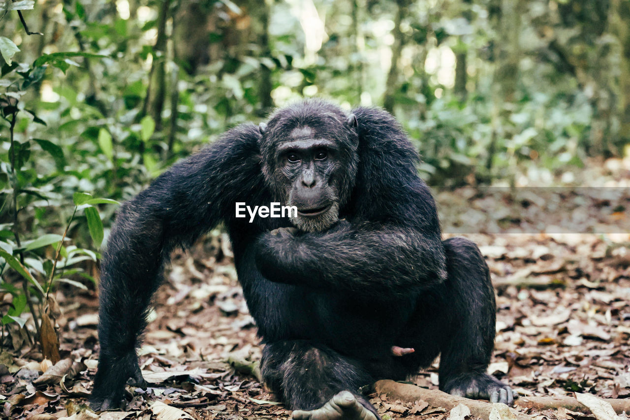 Alpha male chimpanzee on ground staring at camera in kibale national forest, uganda.