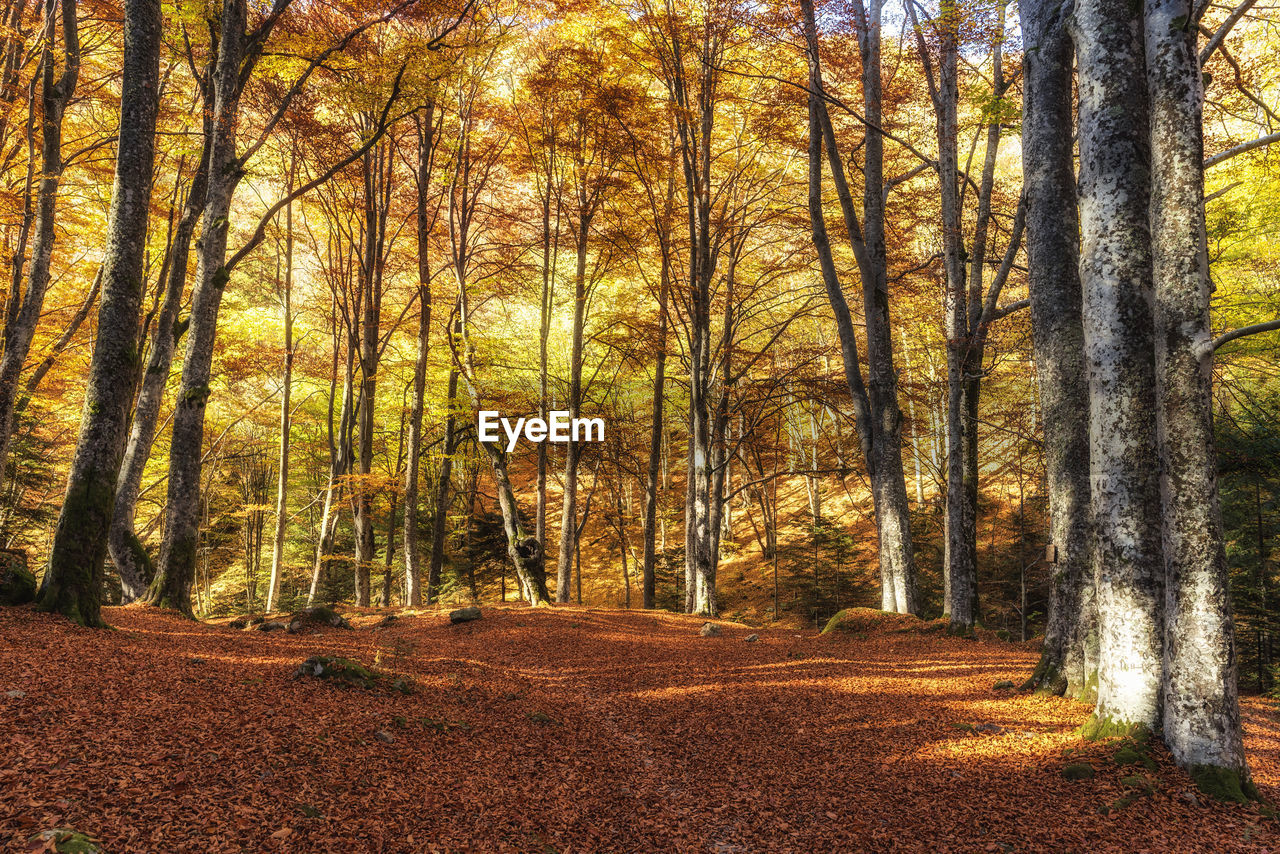 Trees in forest during autumn