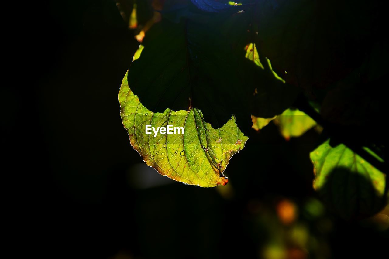 CLOSE-UP OF YELLOW LEAF IN WATER