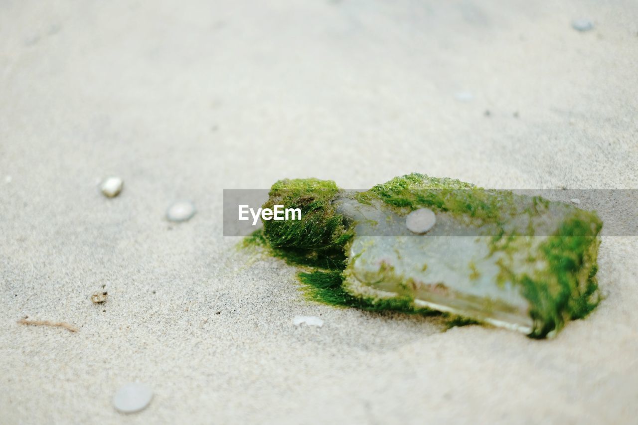 Seaweed on abandoned bottle at sandy beach