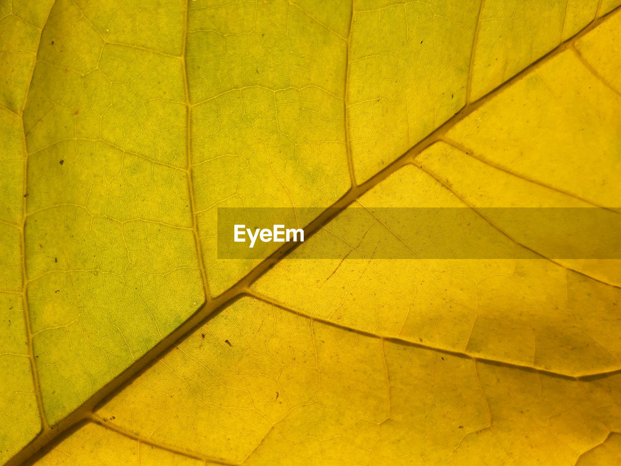Full frame shot of leaf veins silhouette