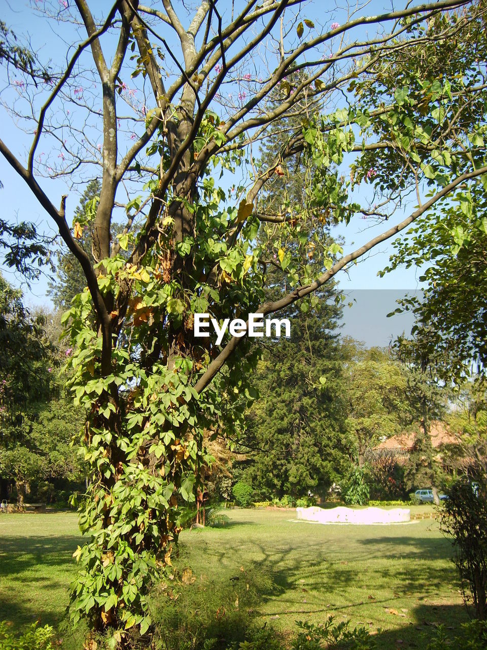 TREES AND PLANTS GROWING ON LAND