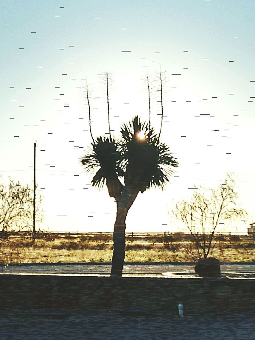 PALM TREES AT SUNSET