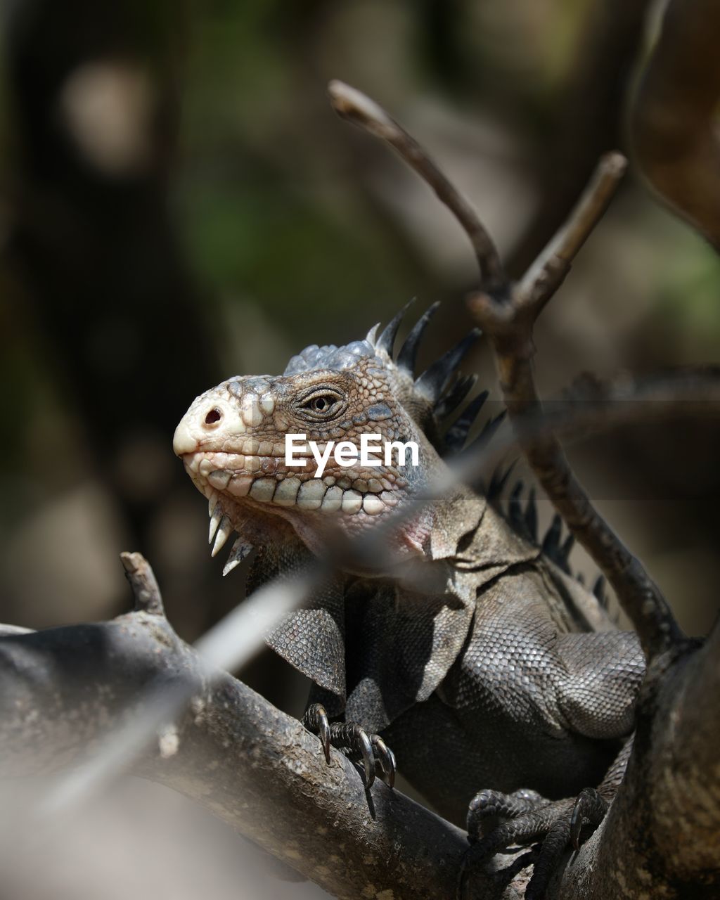 CLOSE-UP OF LIZARD ON BRANCH