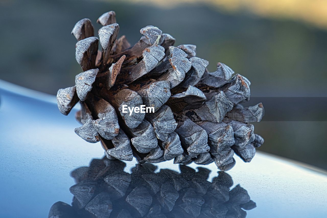 Close-up of pine cone on table during winter