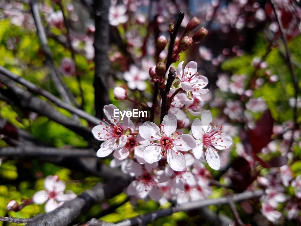 CLOSE-UP OF CHERRY BLOSSOMS ON TWIG