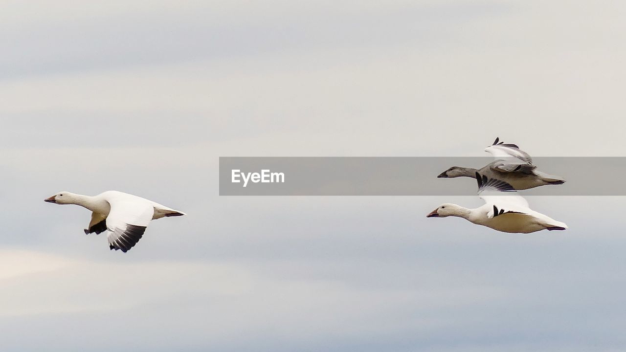 Low angle view of snow gooses flying