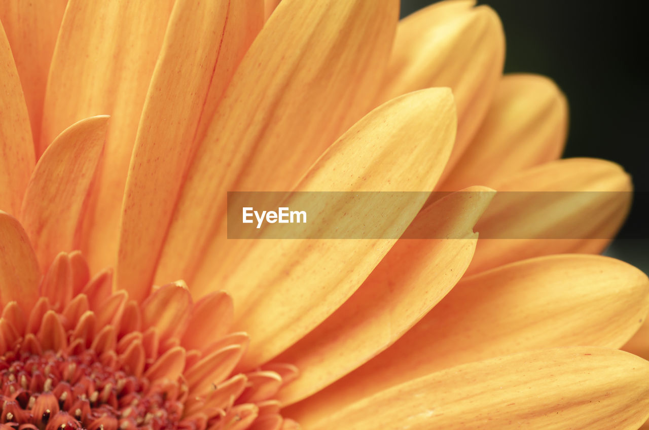 Close-up of orange flower against black background