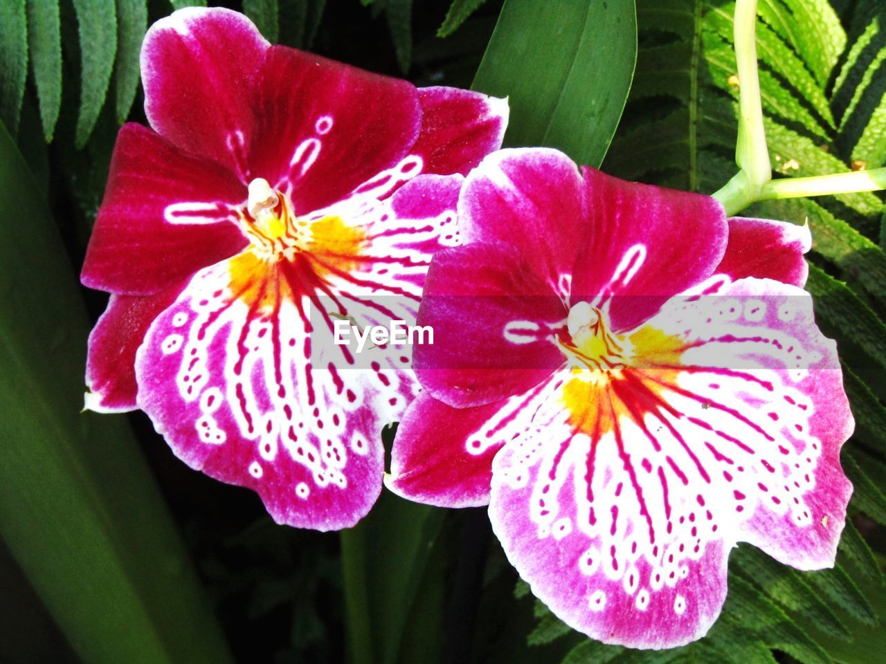 flower, flowering plant, plant, freshness, beauty in nature, petal, fragility, inflorescence, flower head, close-up, growth, pollen, nature, pink, leaf, plant part, no people, day, stamen, botany, outdoors, focus on foreground