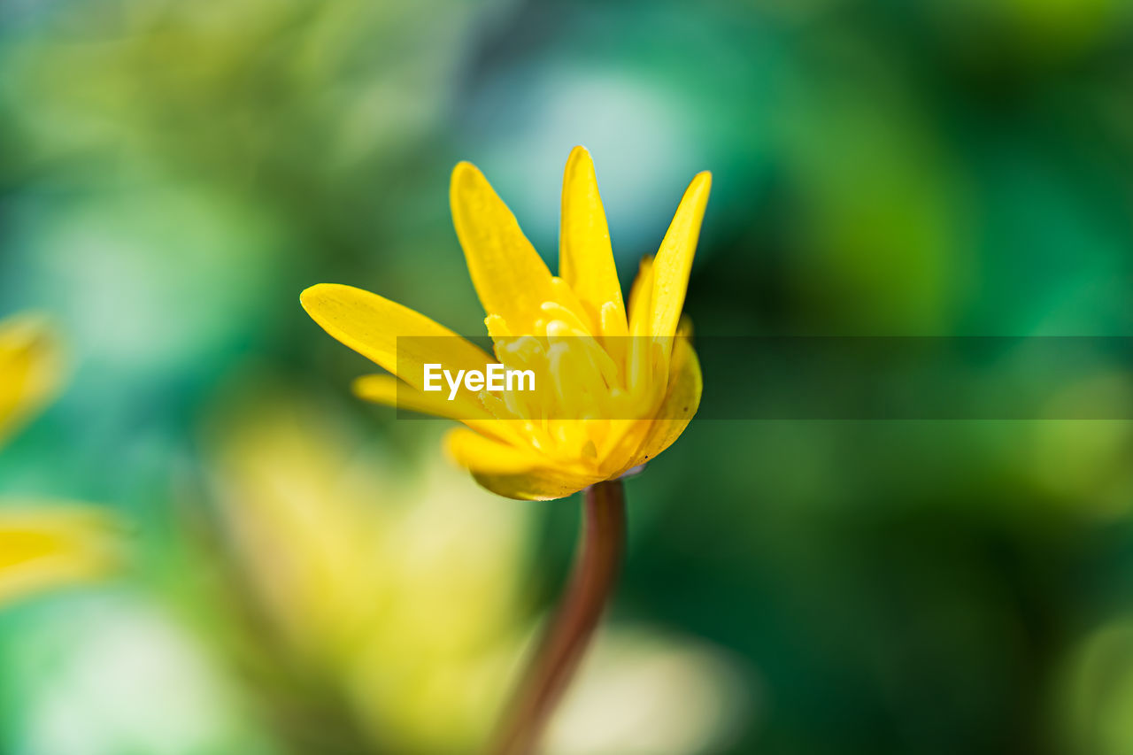 Close-up of yellow flower