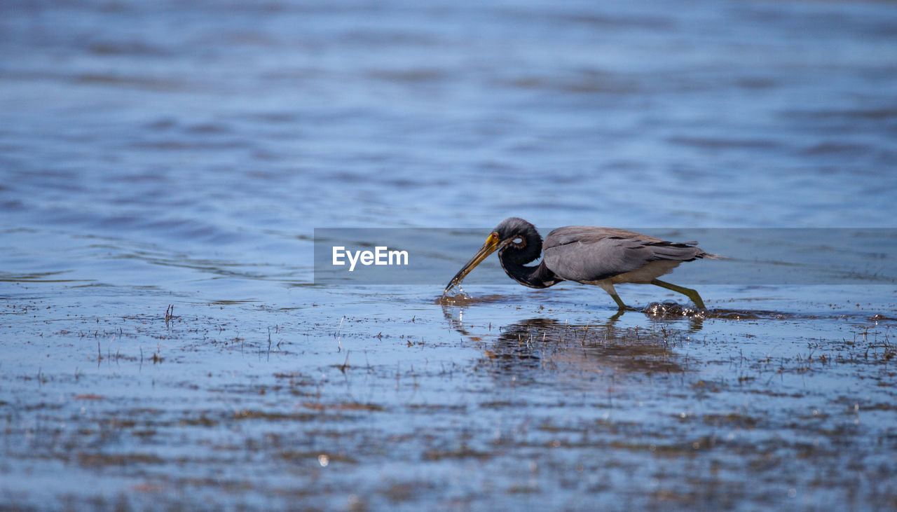 Little blue heron bird egretta caerulea hunts for frogs amid water fern salvinia minima 