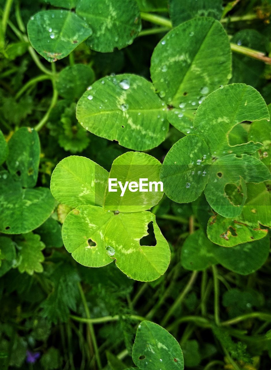 High angle view of raindrops on leaves