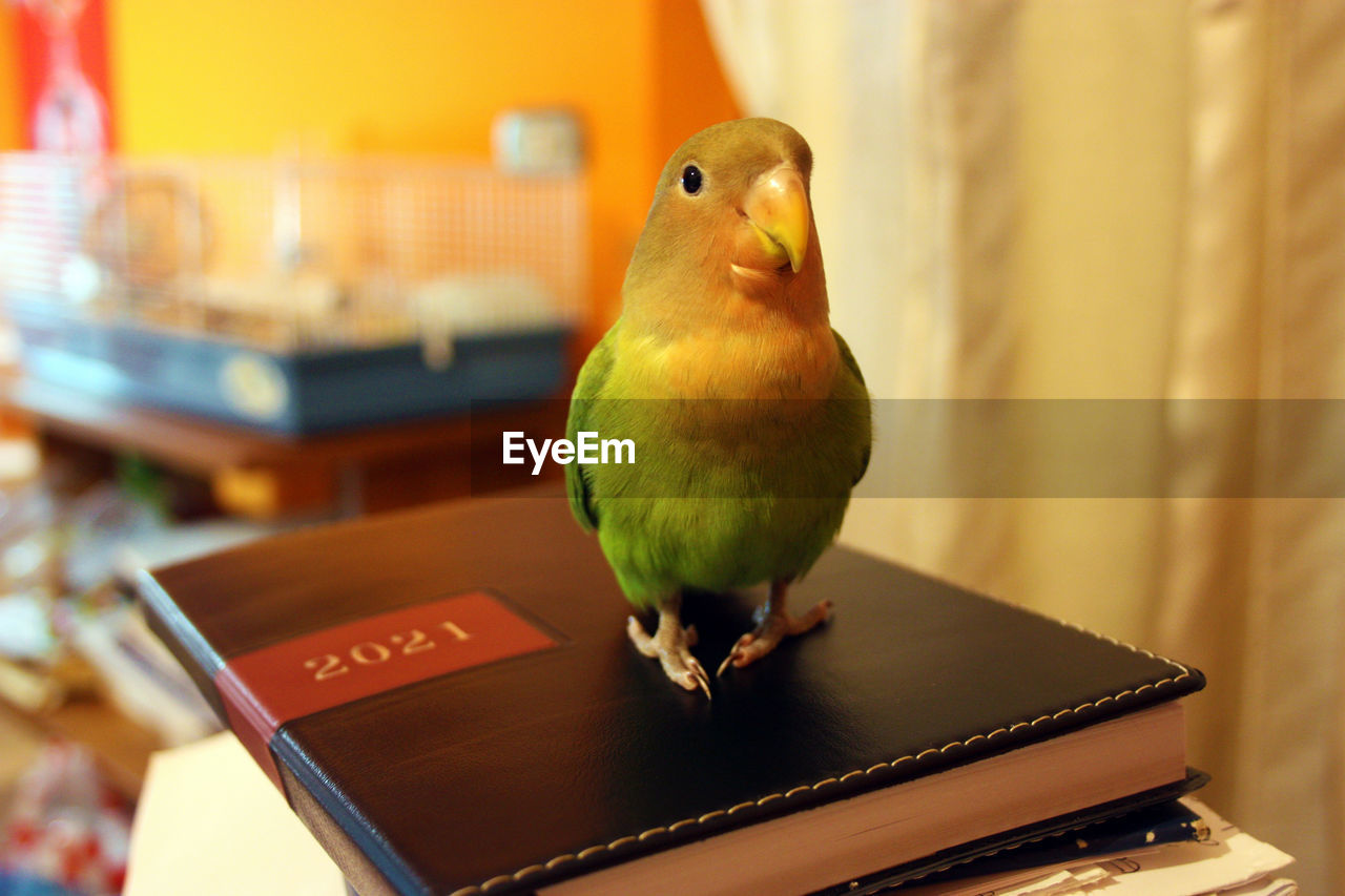 CLOSE-UP OF PARROT PERCHING ON TABLE