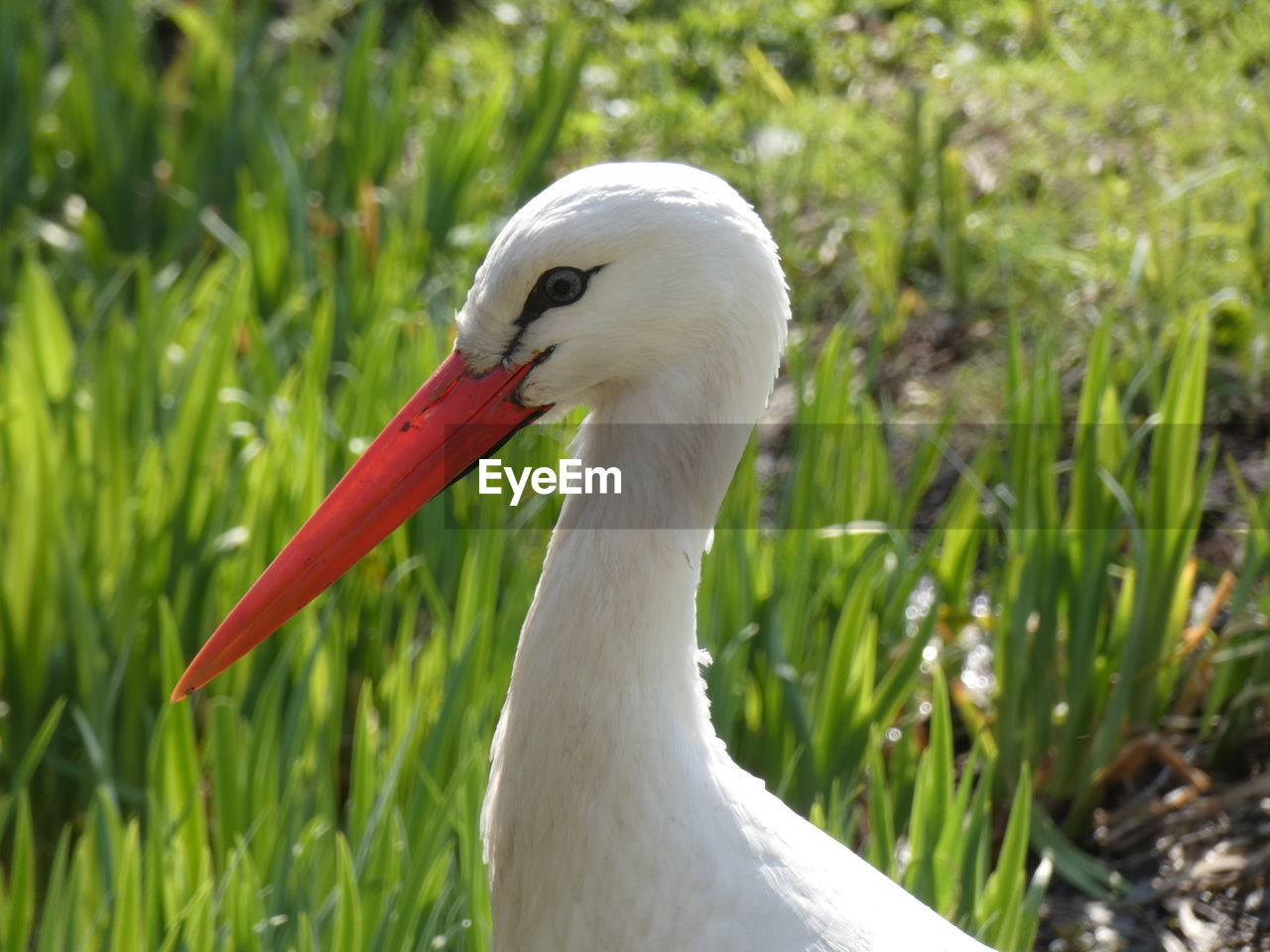 CLOSE-UP OF A BIRD ON A FIELD