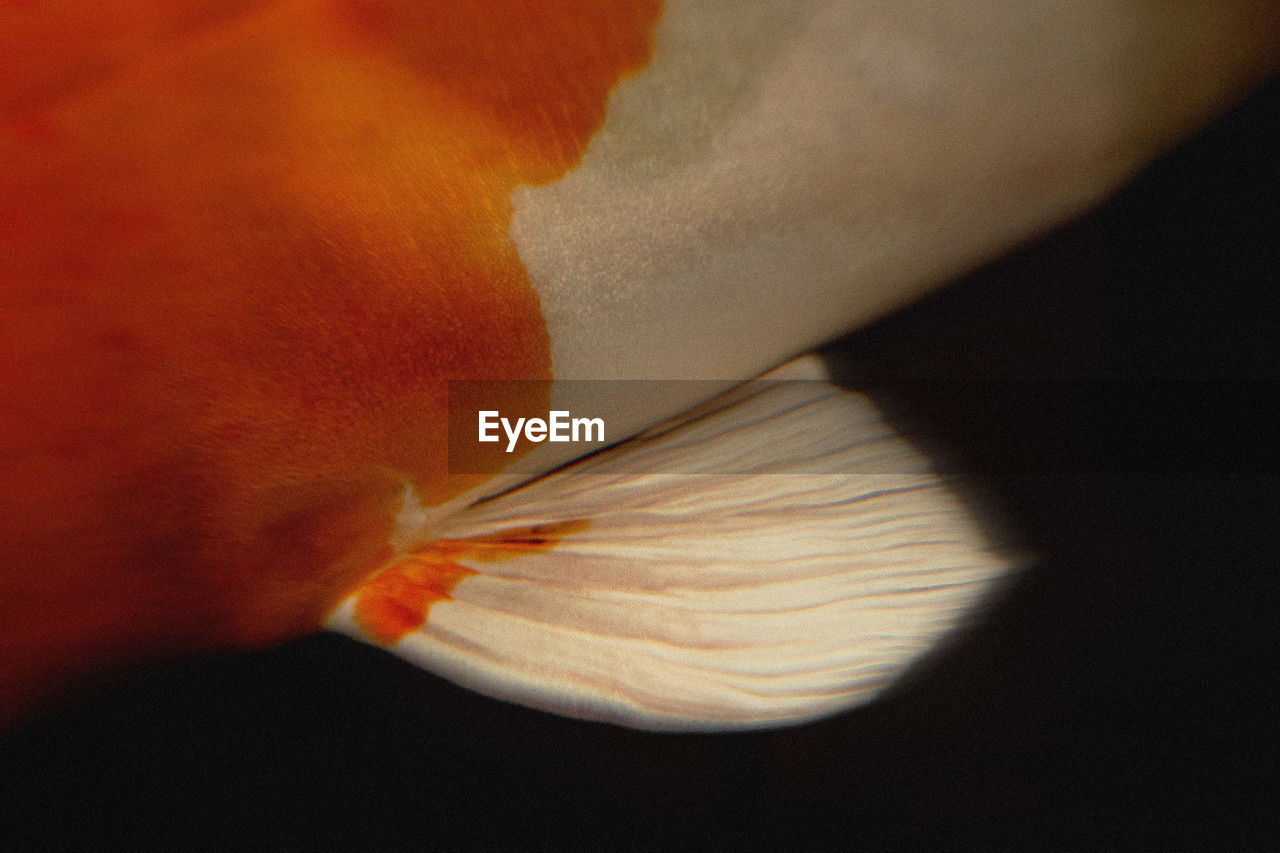 Close up of koi fish fin with motion blur