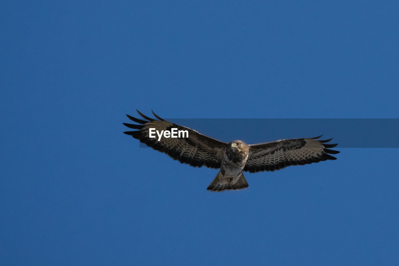 Low angle view of buzzard flying in sky