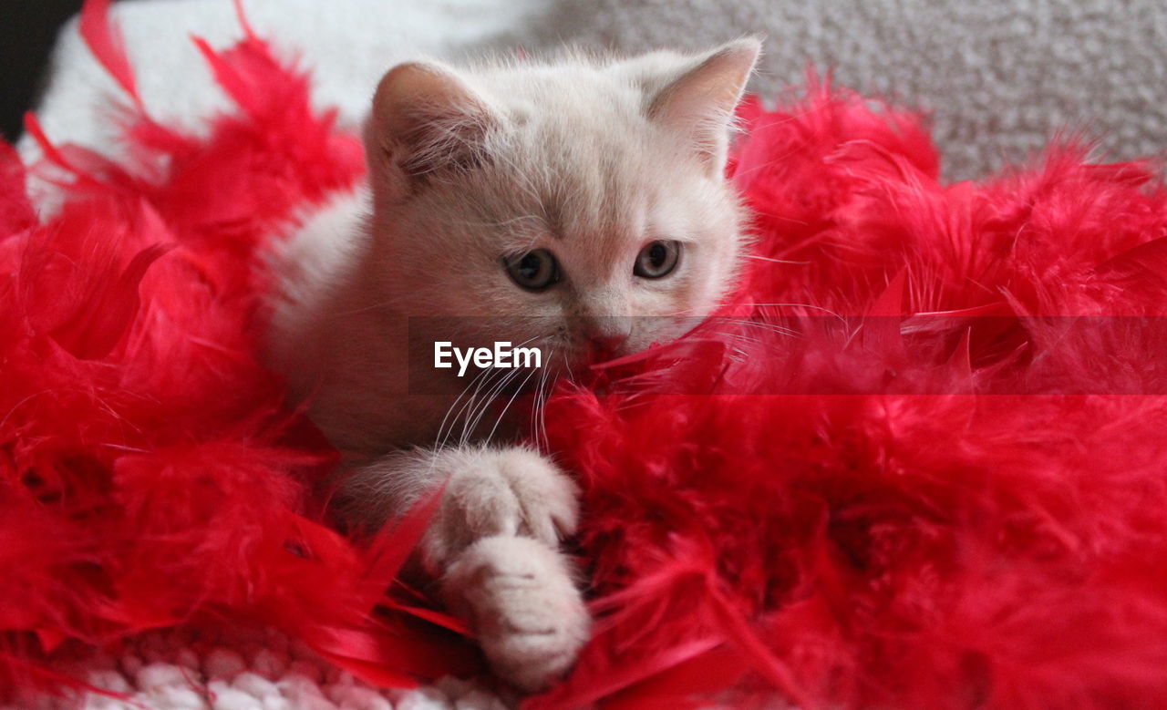 Close-up of british shorthair kitten with red feather boa on sofa
