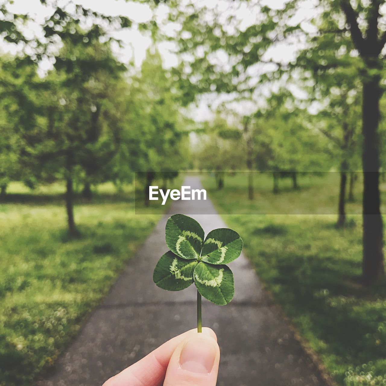 HAND HOLDING LEAVES IN PARK