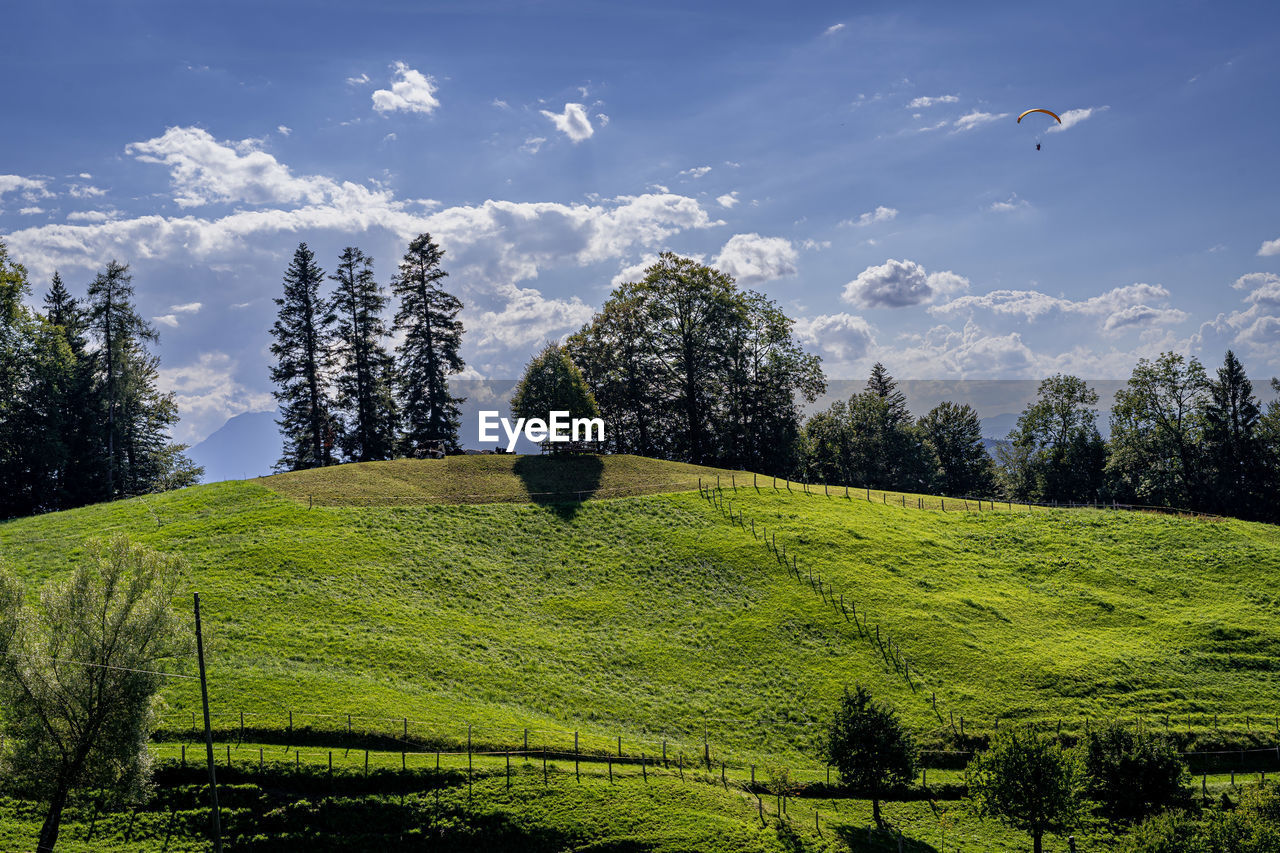 plant, nature, tree, sky, landscape, land, environment, scenics - nature, hill, green, beauty in nature, field, flower, grass, meadow, cloud, tranquility, grassland, rural area, growth, rural scene, no people, tranquil scene, mountain range, agriculture, pasture, sunlight, outdoors, forest, day, travel, travel destinations, coniferous tree, crop, non-urban scene, tea crop, pinaceae, blue, tourism, idyllic, leaf, farm, summer