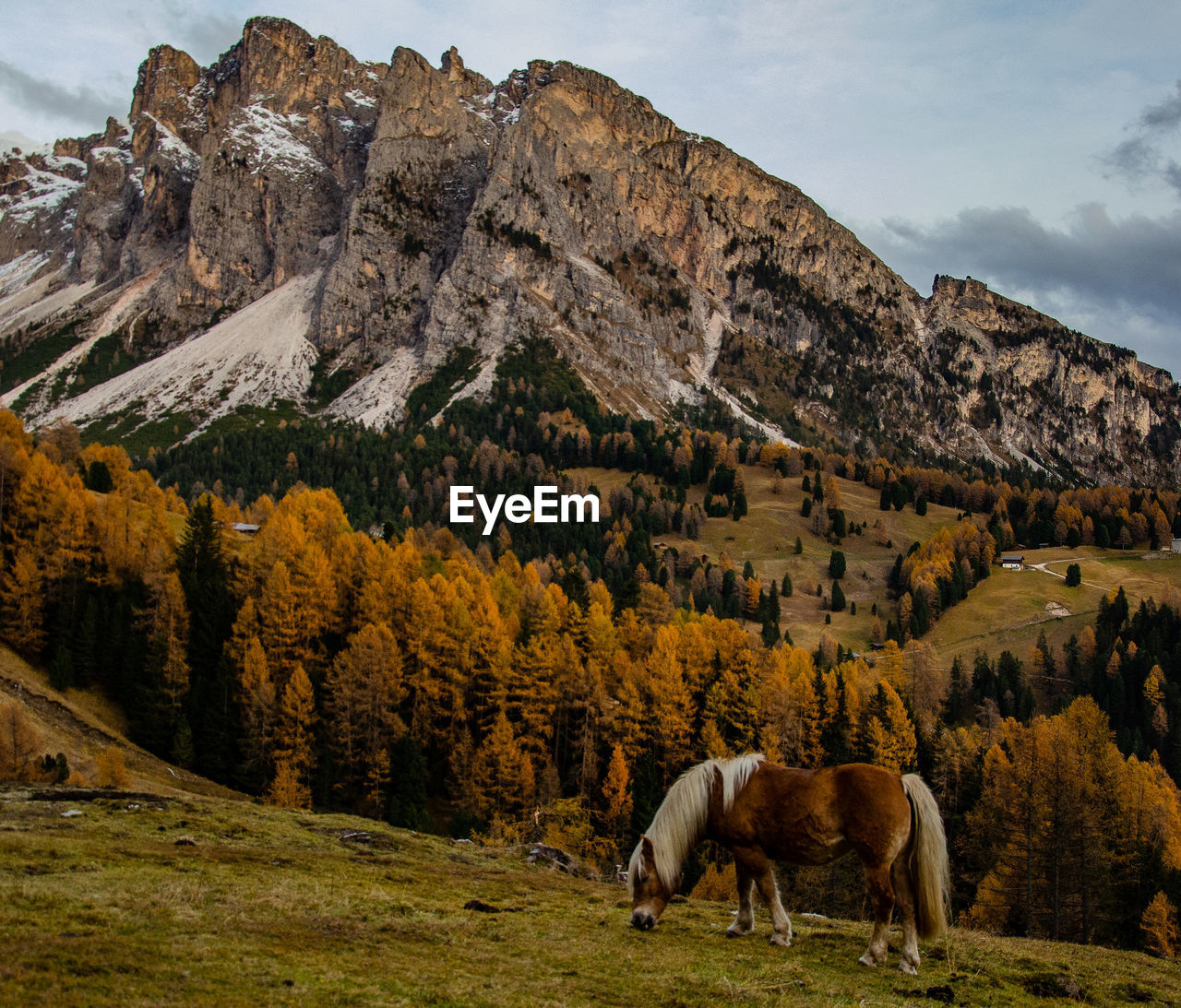 VIEW OF SHEEP IN A MOUNTAIN