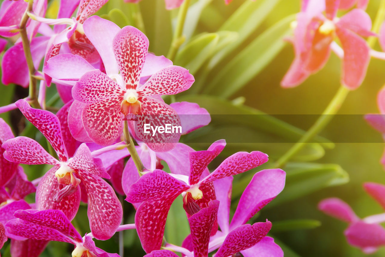 CLOSE-UP OF PINK FLOWER