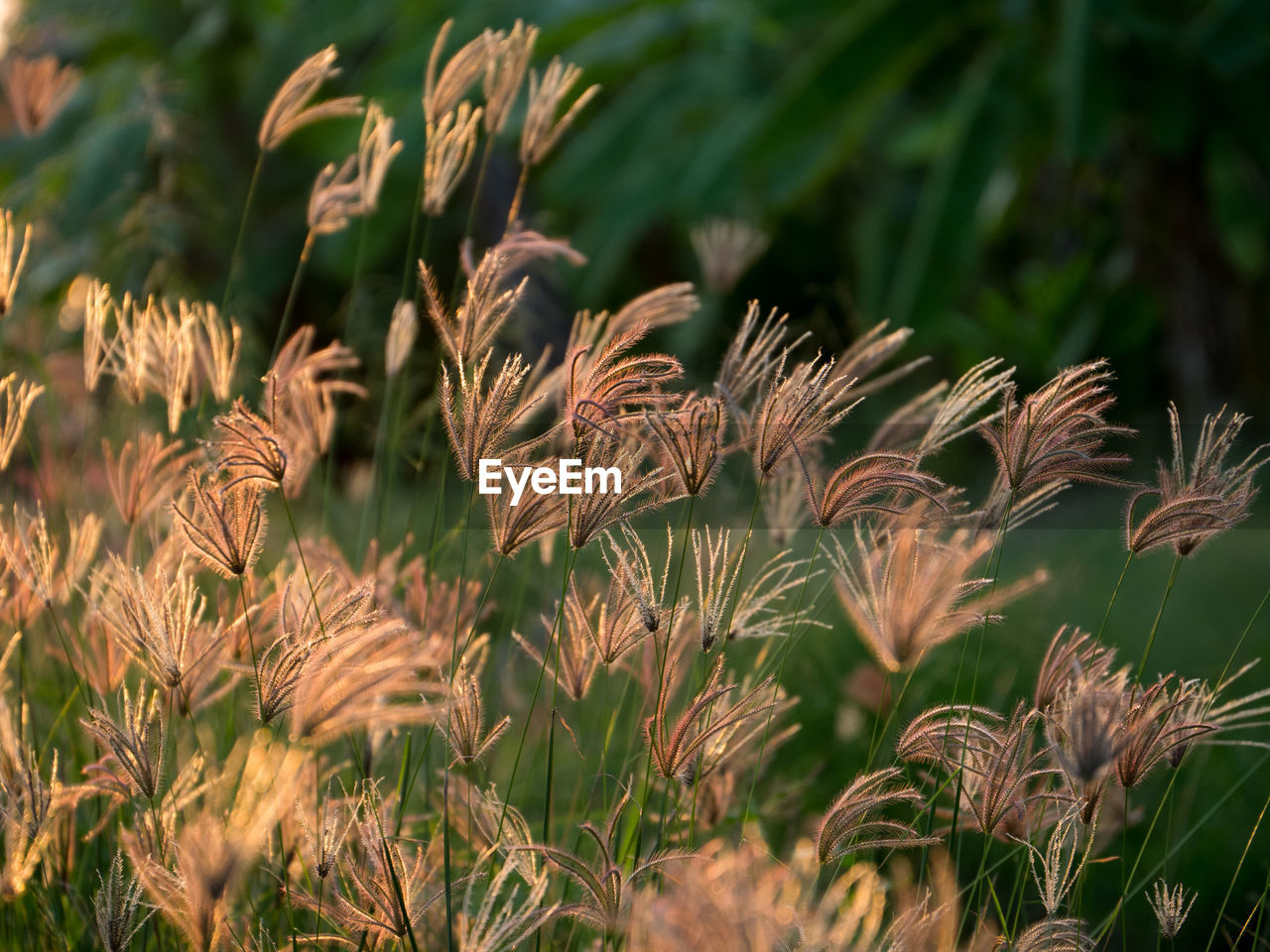 CLOSE-UP OF STALKS IN FIELD AGAINST BLURRED BACKGROUND