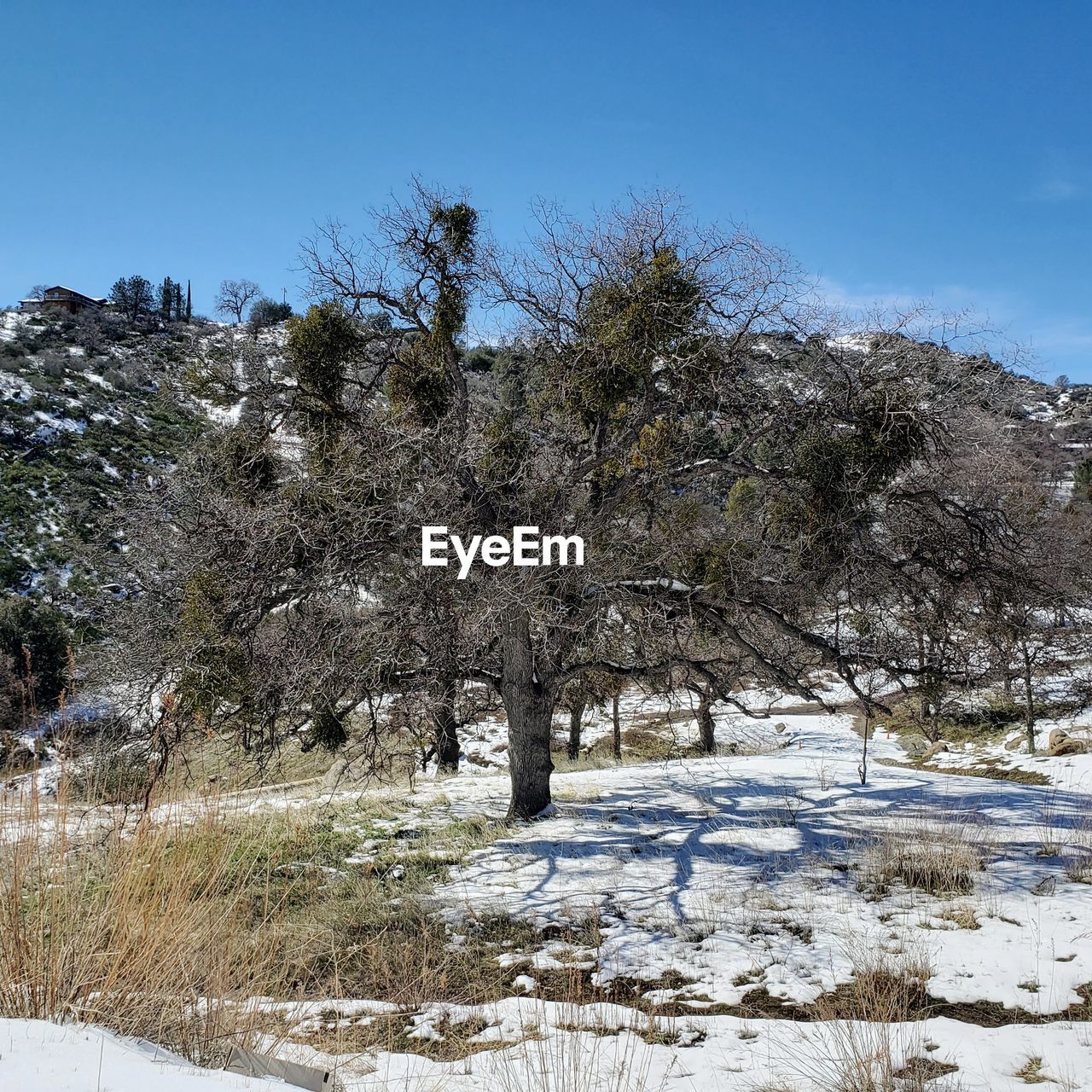 TREES ON SNOW COVERED LAND AGAINST CLEAR SKY