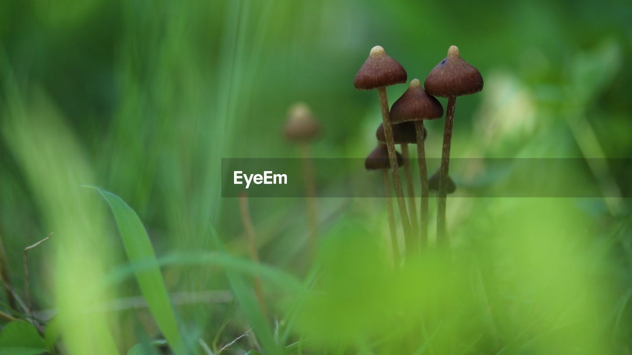 Wild mushrooms growing on field