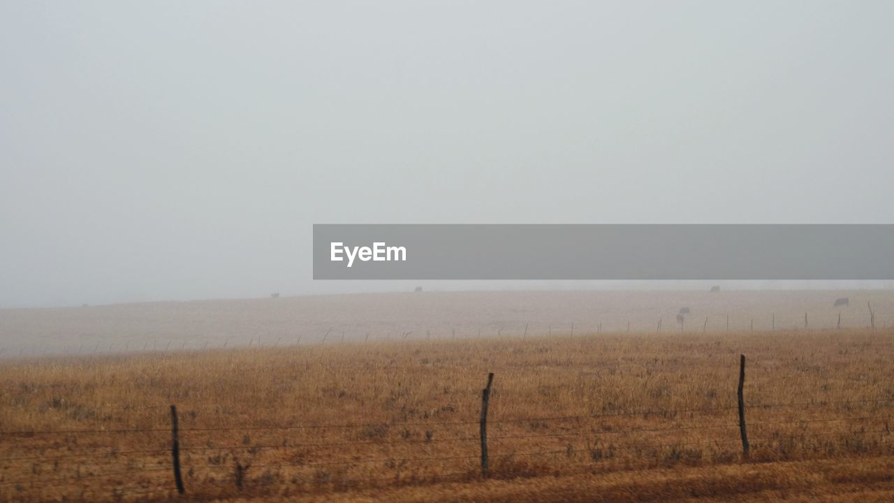 FIELD AGAINST CLEAR SKY