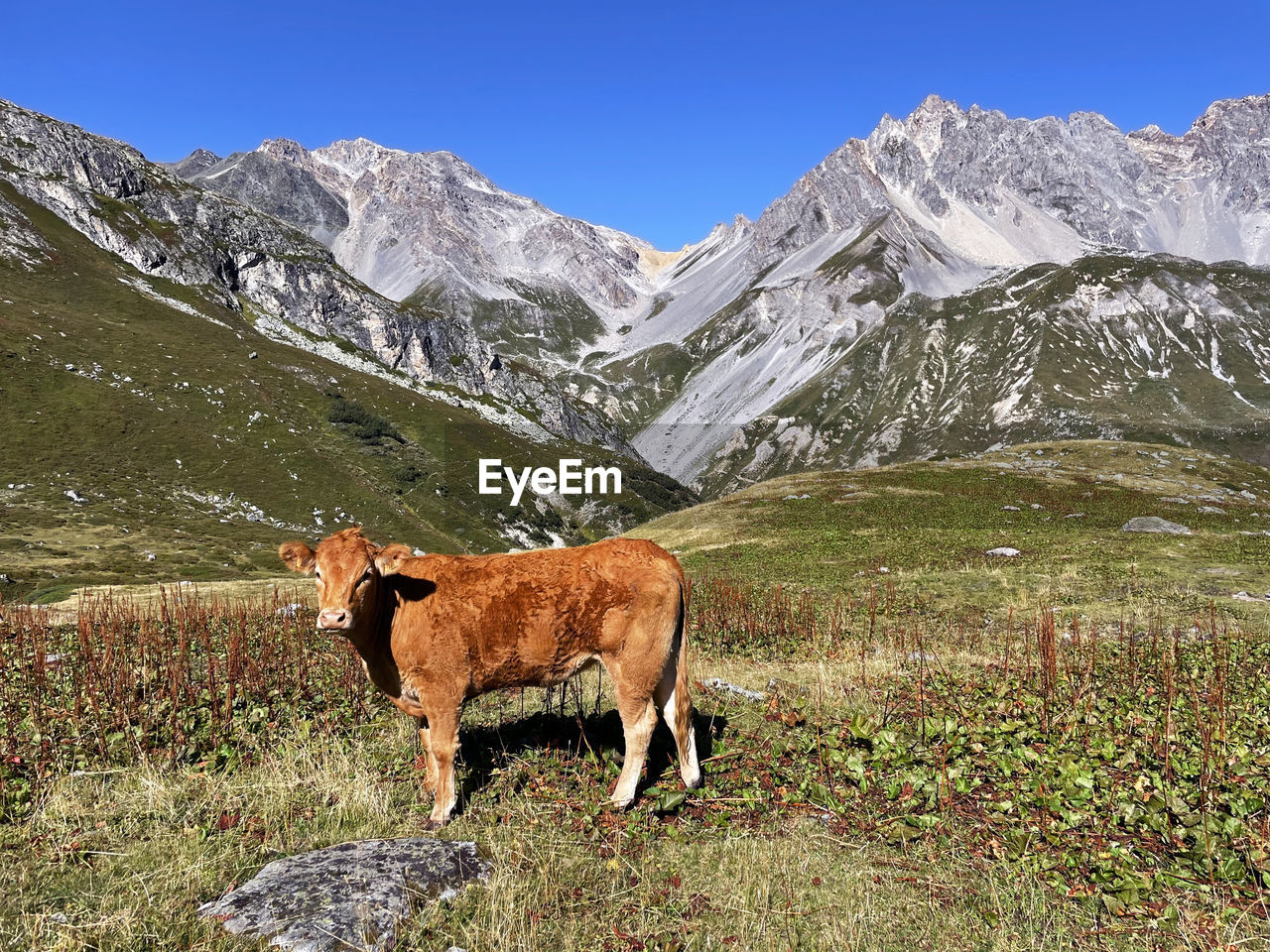 Cow and countryside alpine farms vanoise national park, hautes alps, france