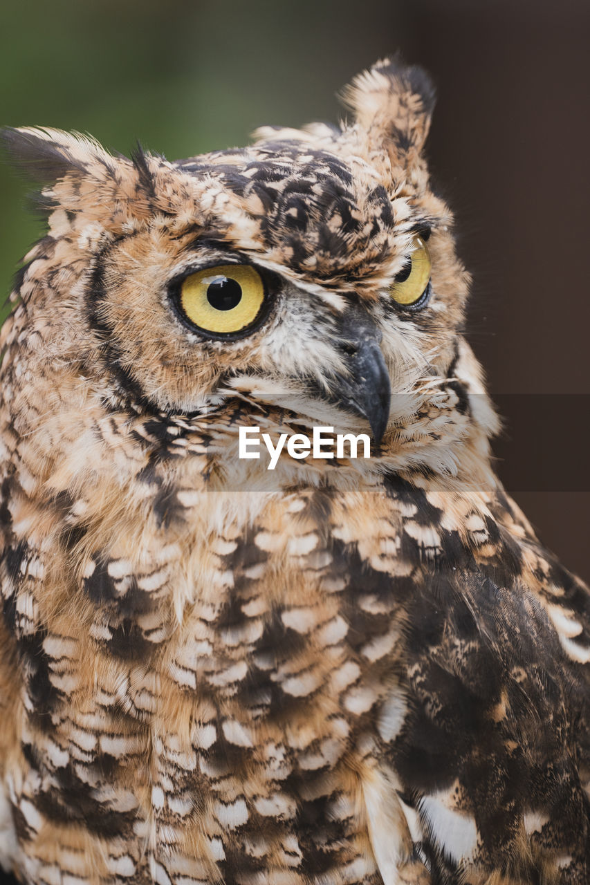 Close-up portrait of owl