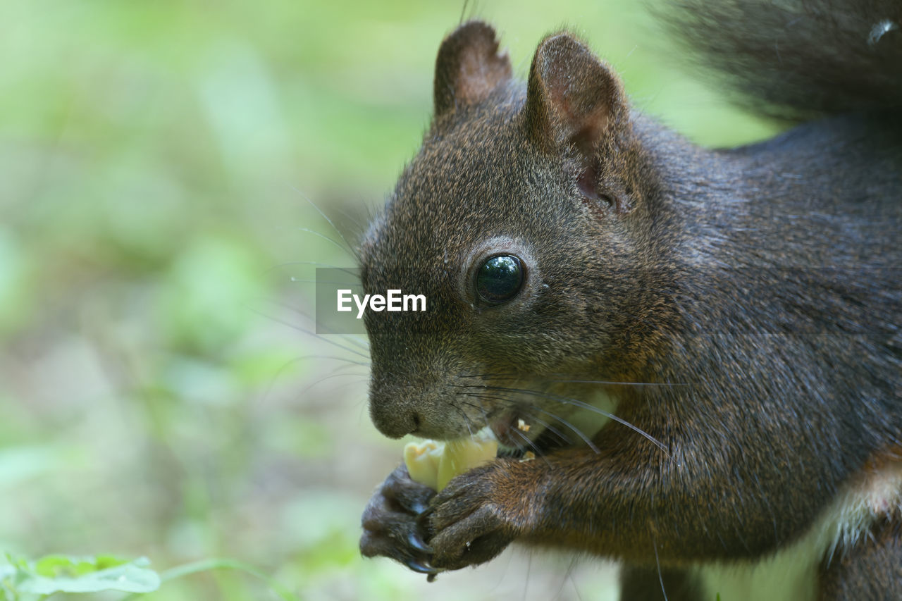 Close-up of squirrel